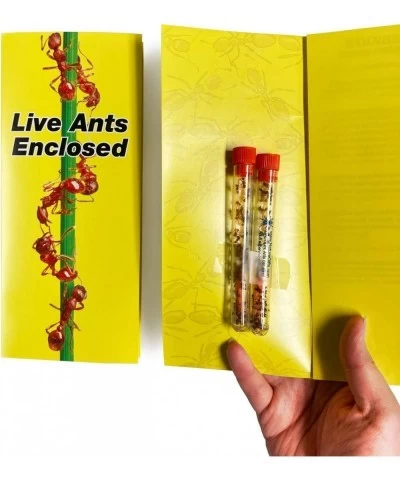 Live Lighted Blue Gel Ant Habitat Shipped with 50 Live Ants Now (2 Tubes of Ants) $70.06 Habitat Science Kits