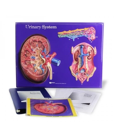 American Educational Urinary System Model Activity Set $79.77 Educational Science Kits