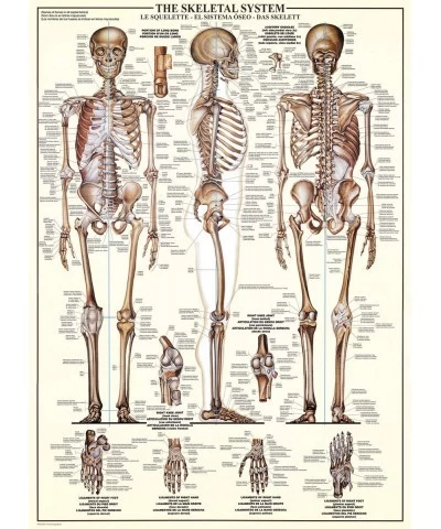 Skeletal System (Chart) Puzzle (1000-Piece) (6000-3970) Brown $29.99 Jigsaw Puzzles