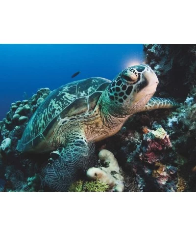 National Geographic Green Sea Turtle - 500 Piece Jigsaw Puzzle $44.08 Jigsaw Puzzles