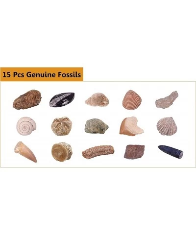 Mega Fossil Dig Kit – Excavate 15 Real Fossils Including Dinosaur Bones & Clam Educational Toys Great Gift for Girls and Boys...