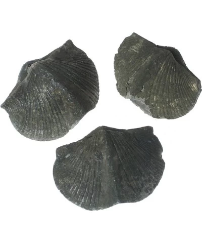 Brachiopod Fossil $27.54 Toy Vehicle Playsets