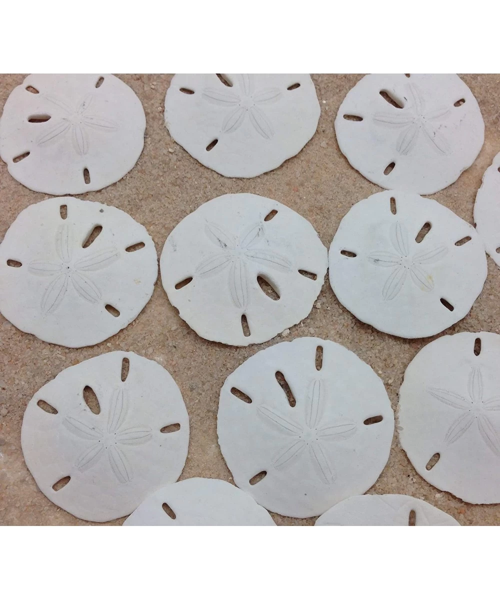 25PC Natural White Round Sand Dollars for Wedding Craft 1-1/4 Inch ~ 2 Inch $37.84 Kids' Drawing & Writing Boards