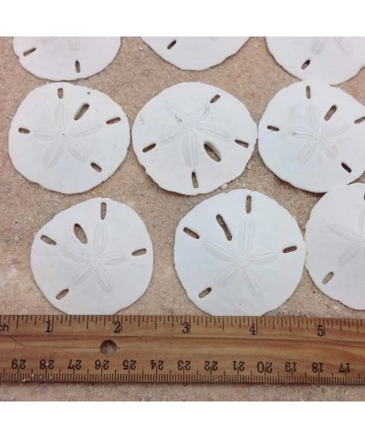 25PC Natural White Round Sand Dollars for Wedding Craft 1-1/4 Inch ~ 2 Inch $37.84 Kids' Drawing & Writing Boards