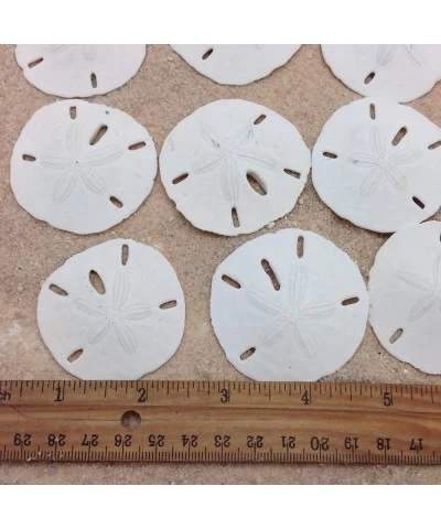 25PC Natural White Round Sand Dollars for Wedding Craft 1-1/4 Inch ~ 2 Inch $37.84 Kids' Drawing & Writing Boards