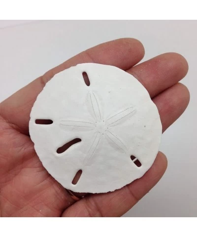 25PC Natural White Round Sand Dollars for Wedding Craft 1-1/4 Inch ~ 2 Inch $37.84 Kids' Drawing & Writing Boards