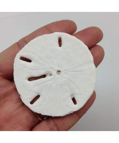 25PC Natural White Round Sand Dollars for Wedding Craft 1-1/4 Inch ~ 2 Inch $37.84 Kids' Drawing & Writing Boards